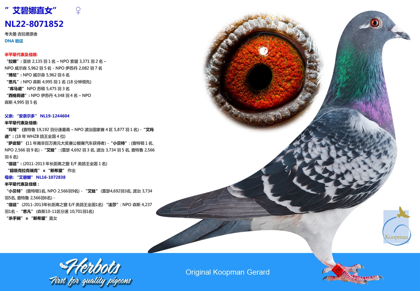 pigeon: undefined