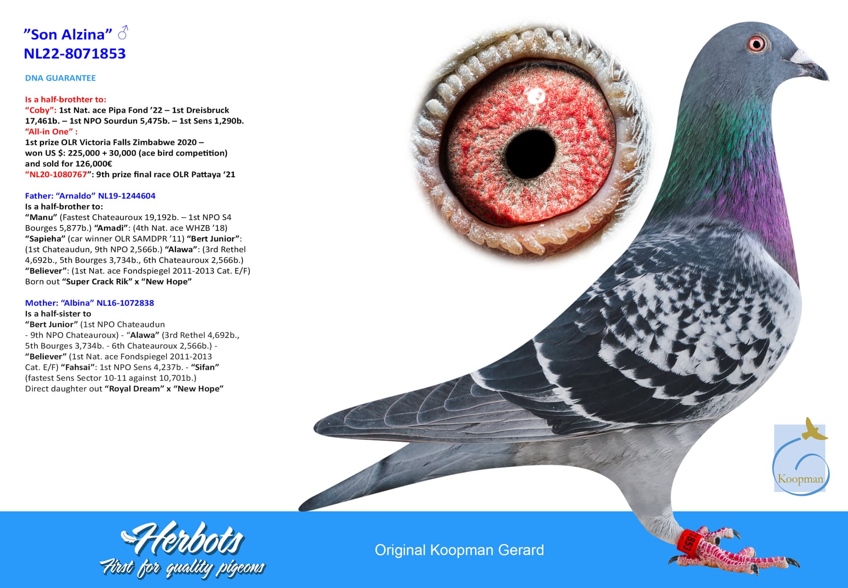 pigeon: undefined