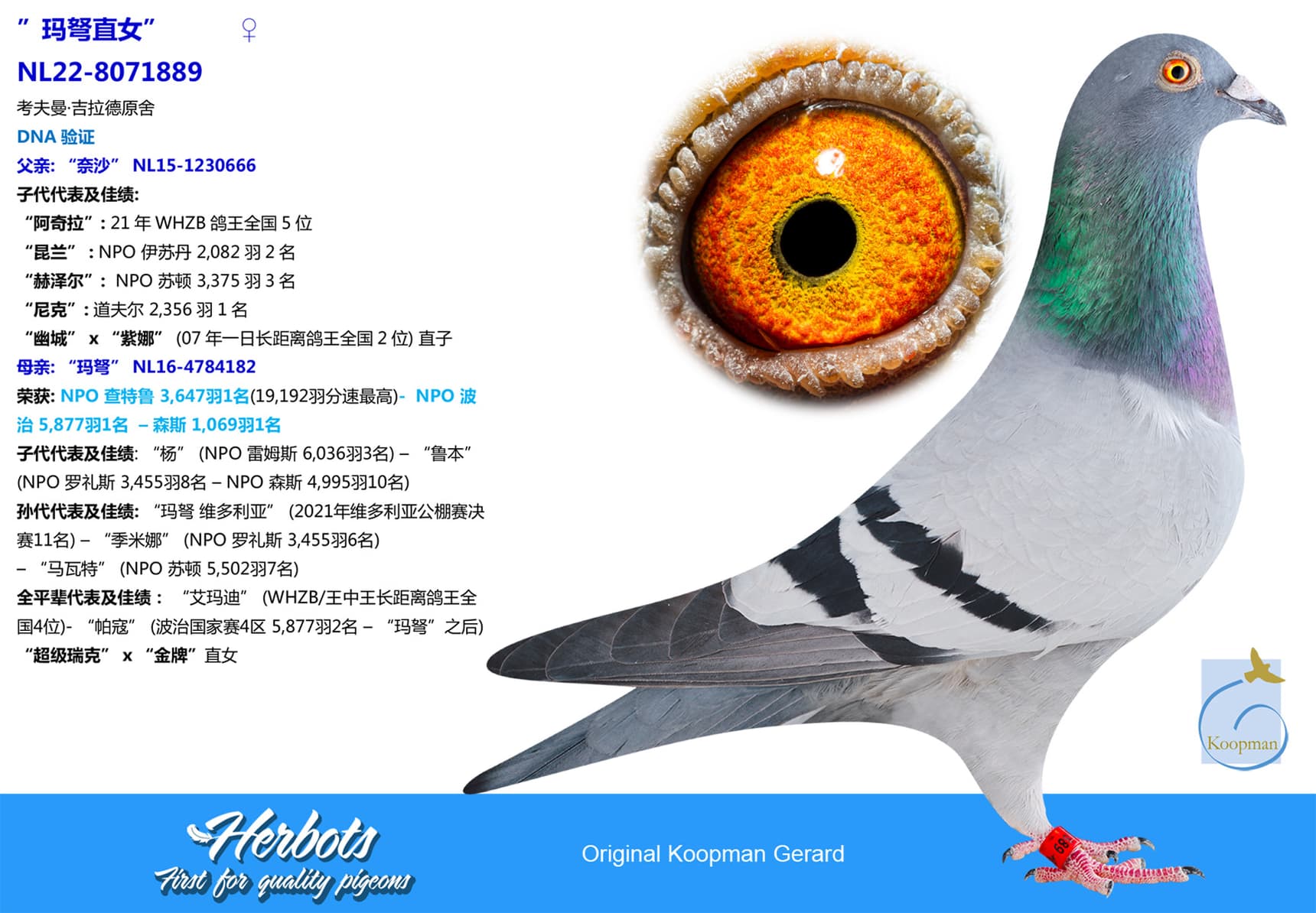 pigeon: undefined