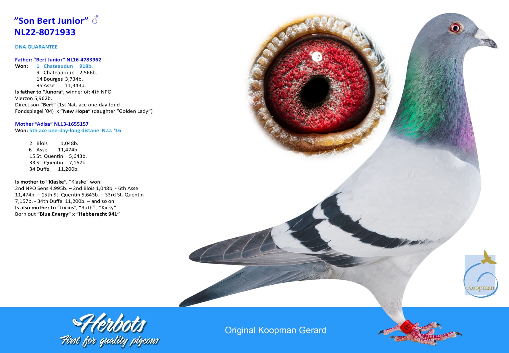 pigeon: undefined
