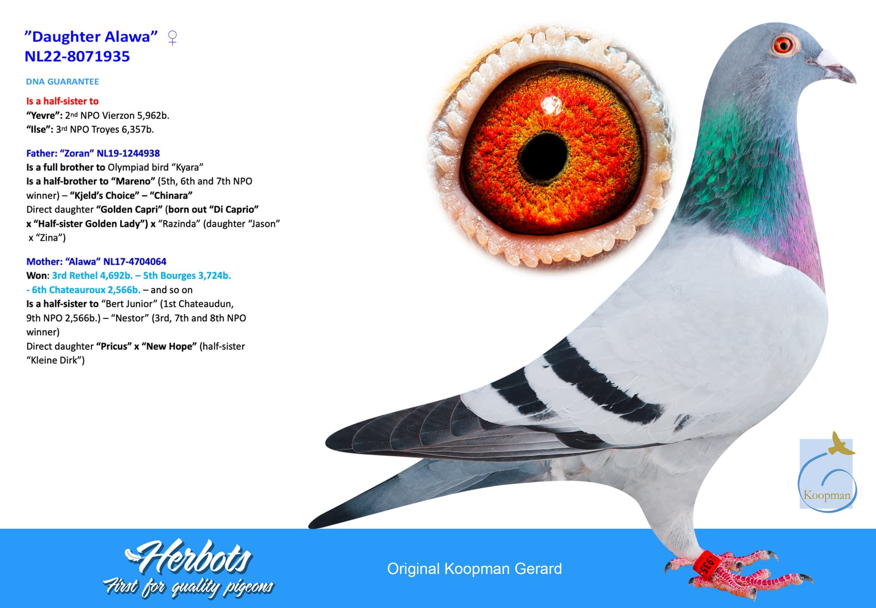 pigeon: undefined