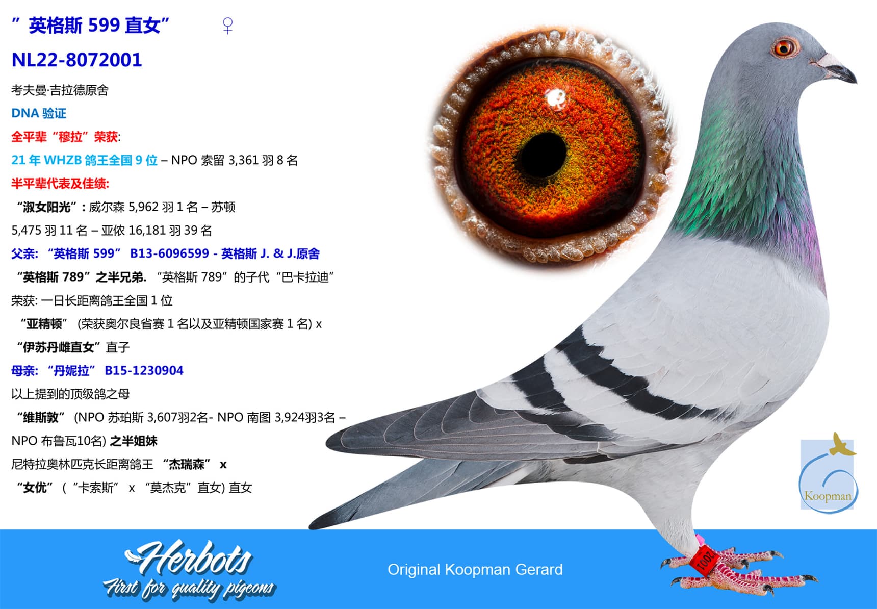 pigeon: ”英格斯 599直女”