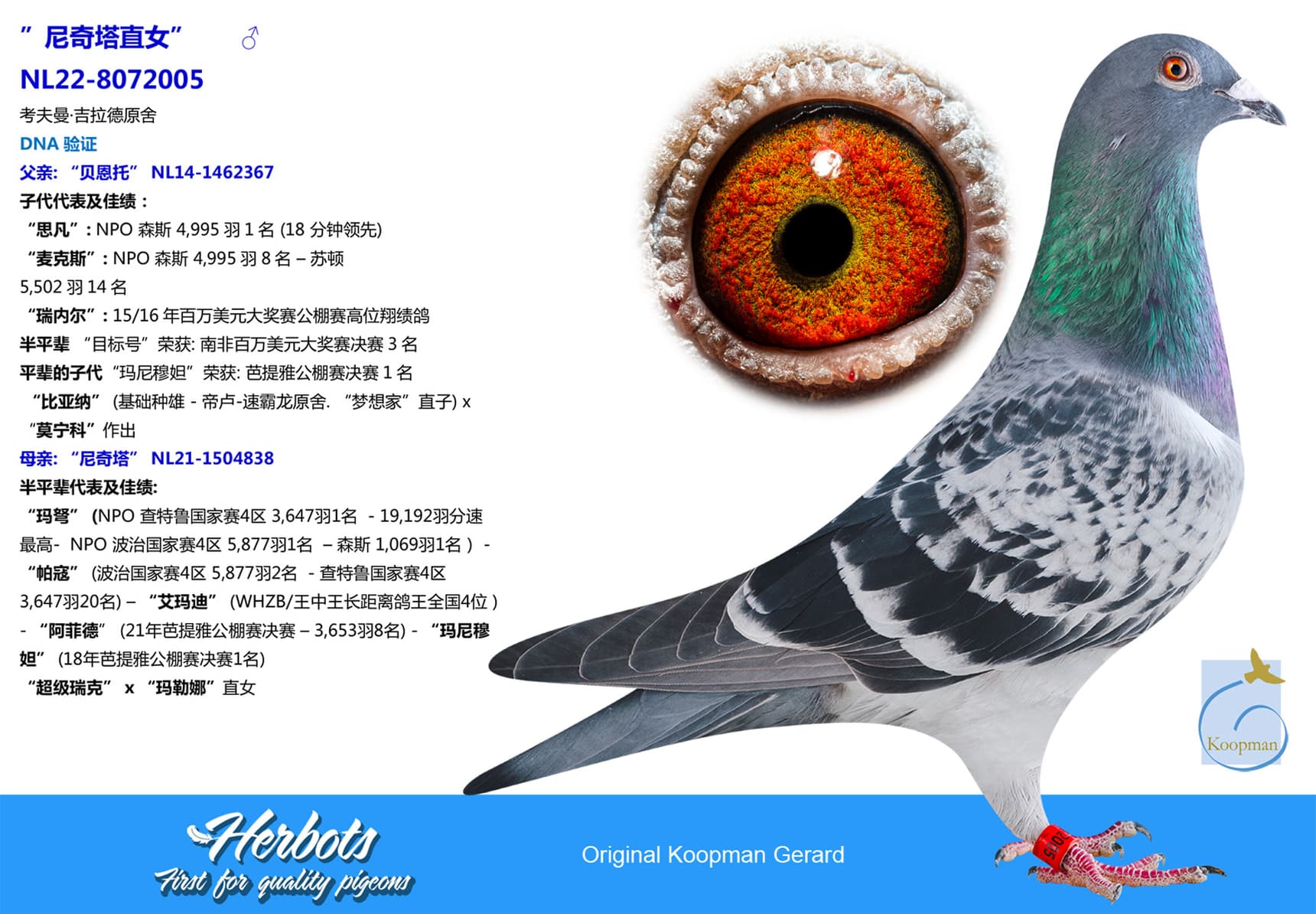 pigeon: undefined