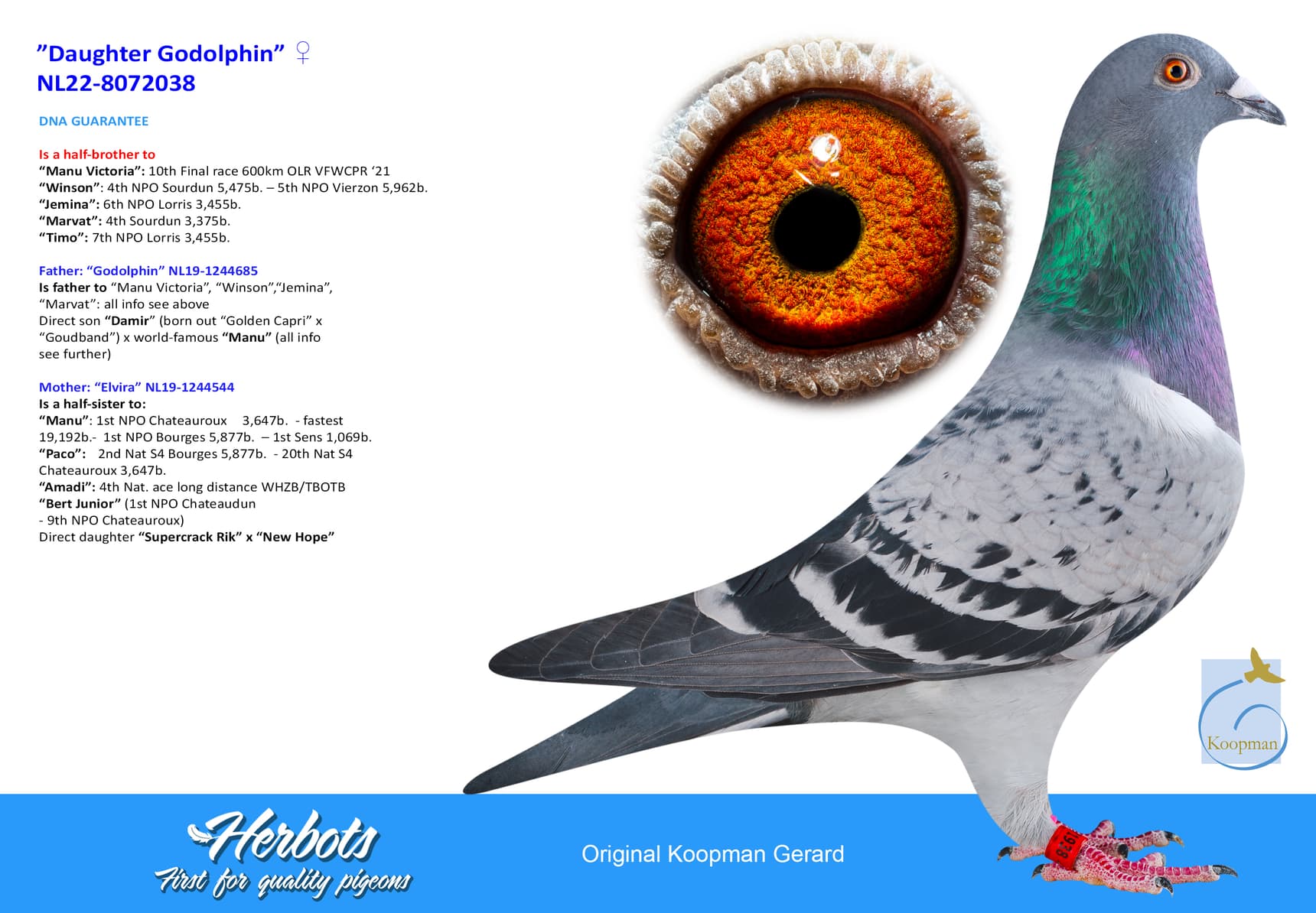 pigeon: undefined