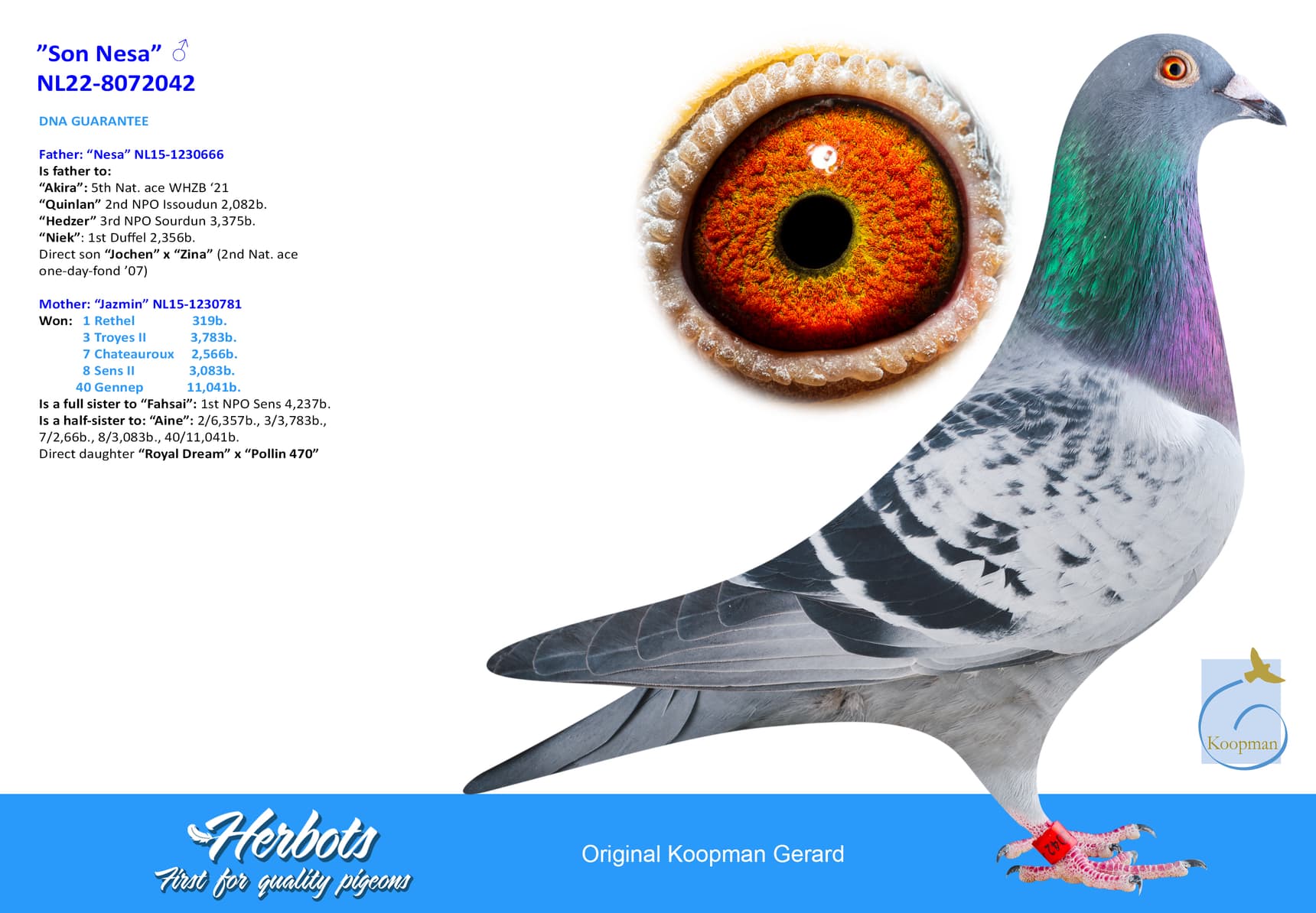 pigeon: undefined