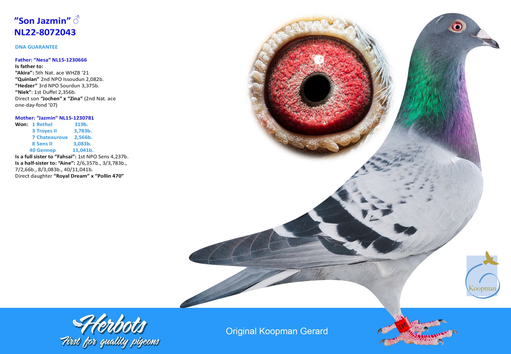 pigeon: undefined