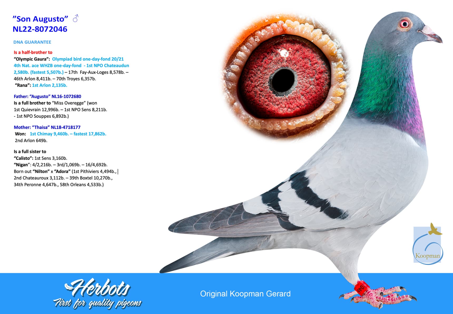 pigeon: undefined