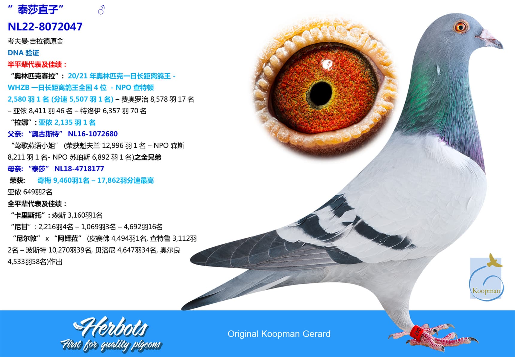 pigeon: ”泰莎直子”