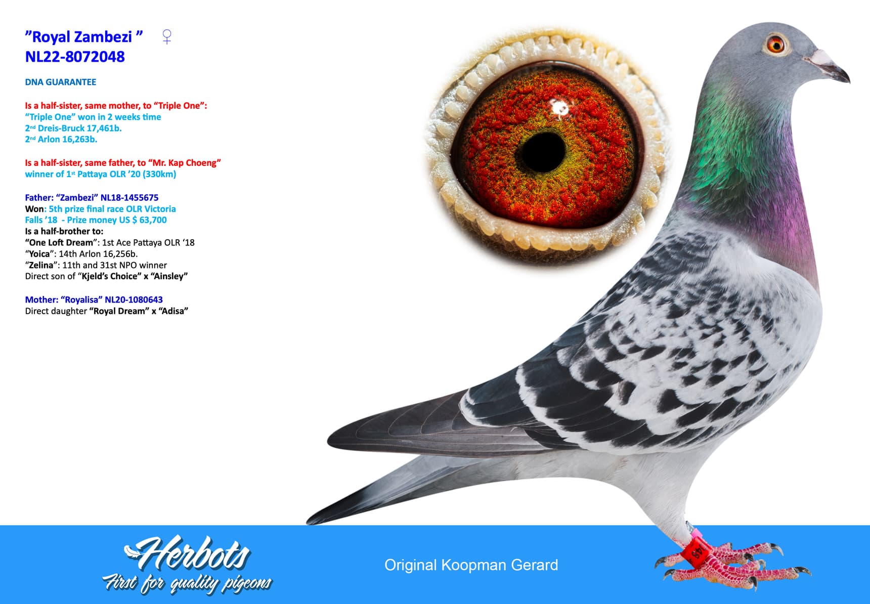 pigeon: undefined