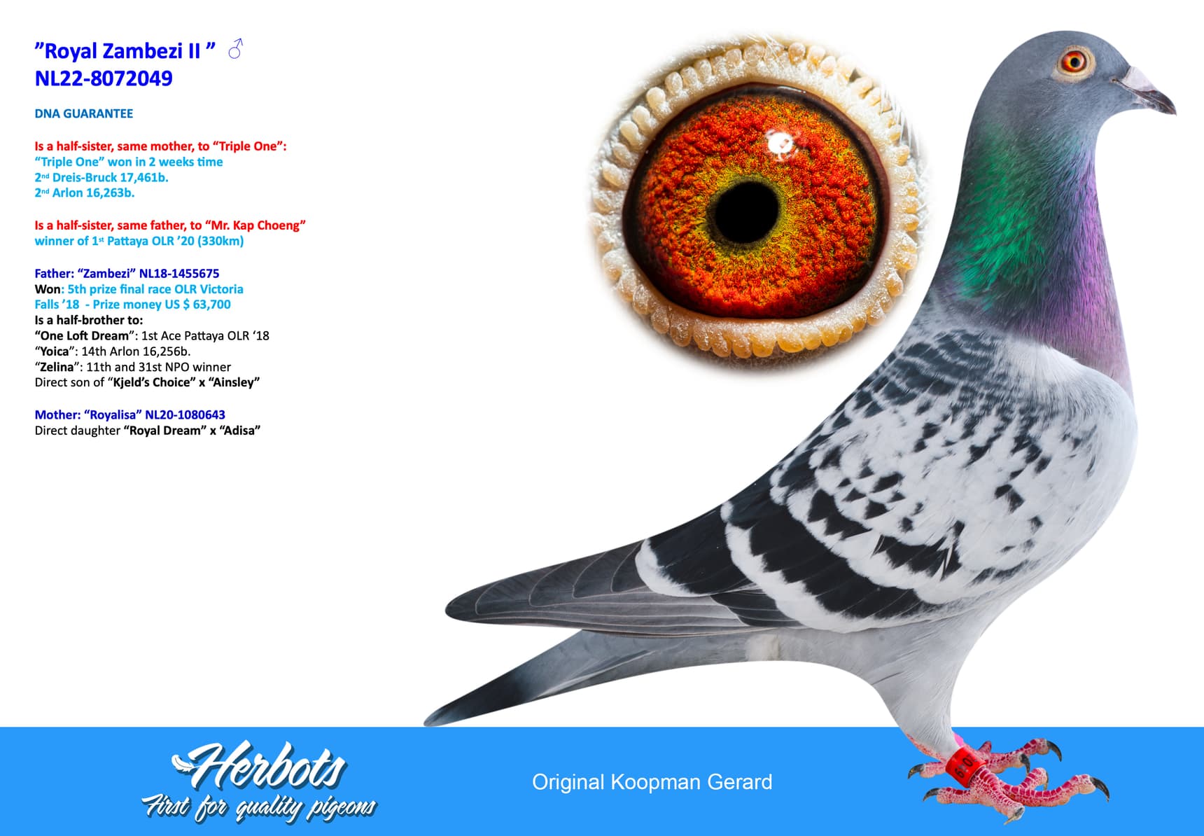 pigeon: undefined