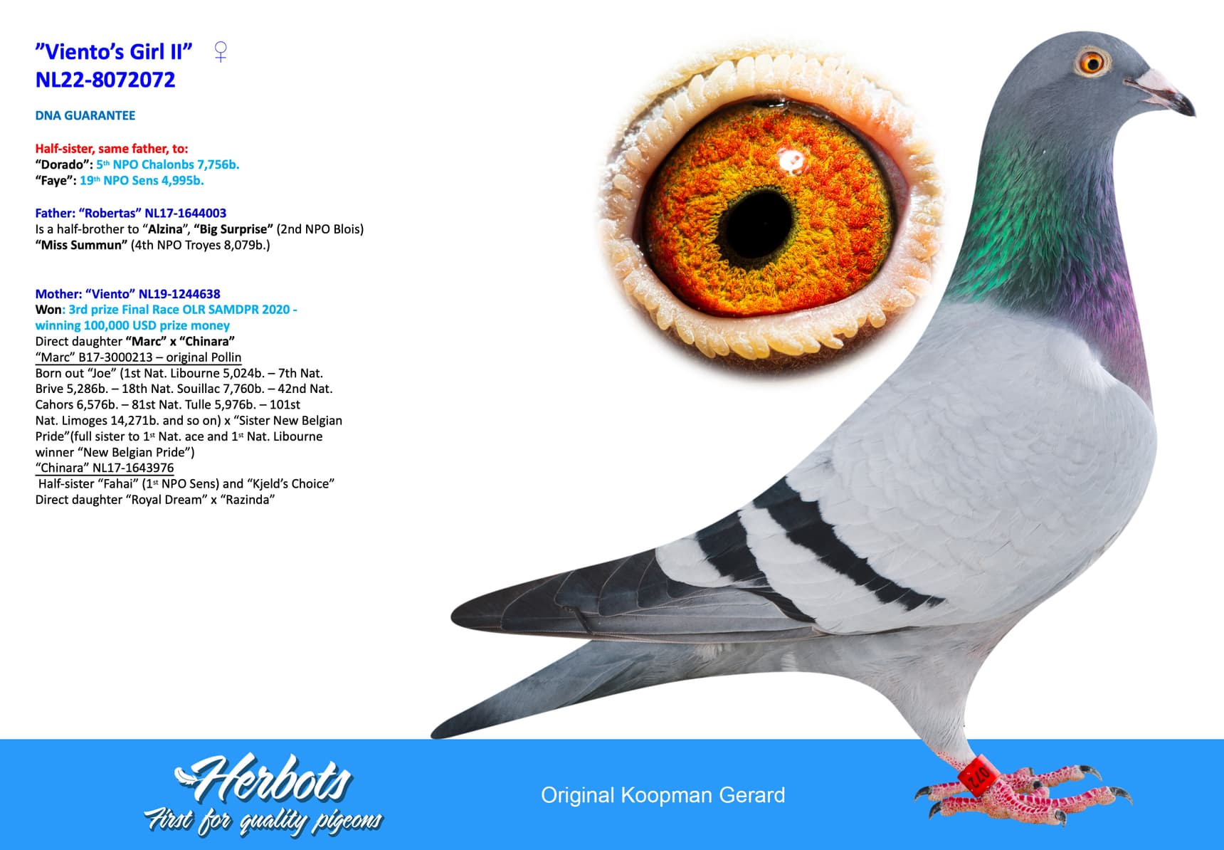 pigeon: undefined