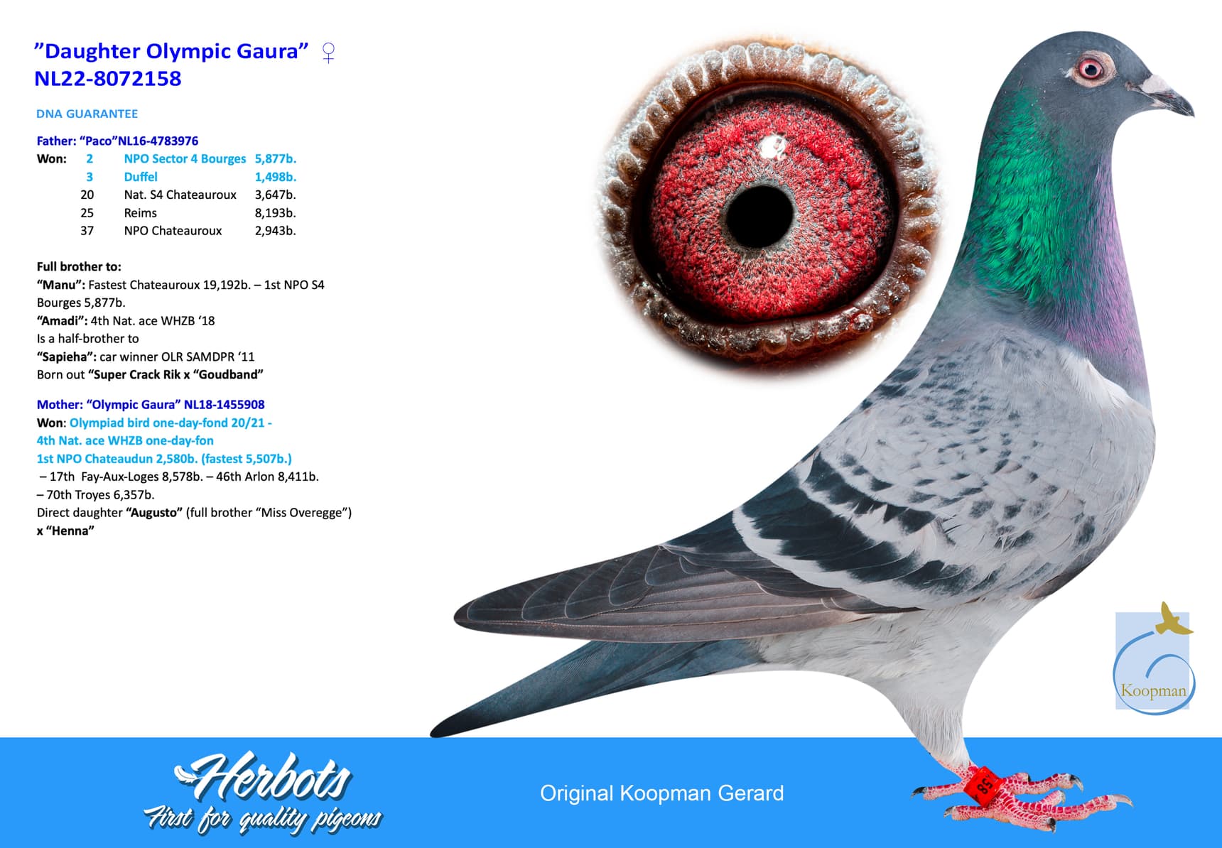 pigeon: undefined