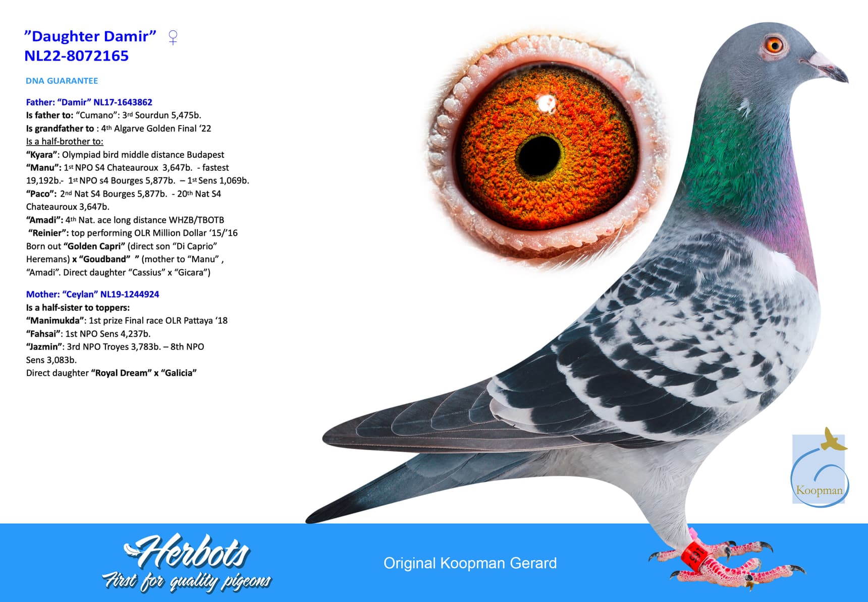 pigeon: undefined