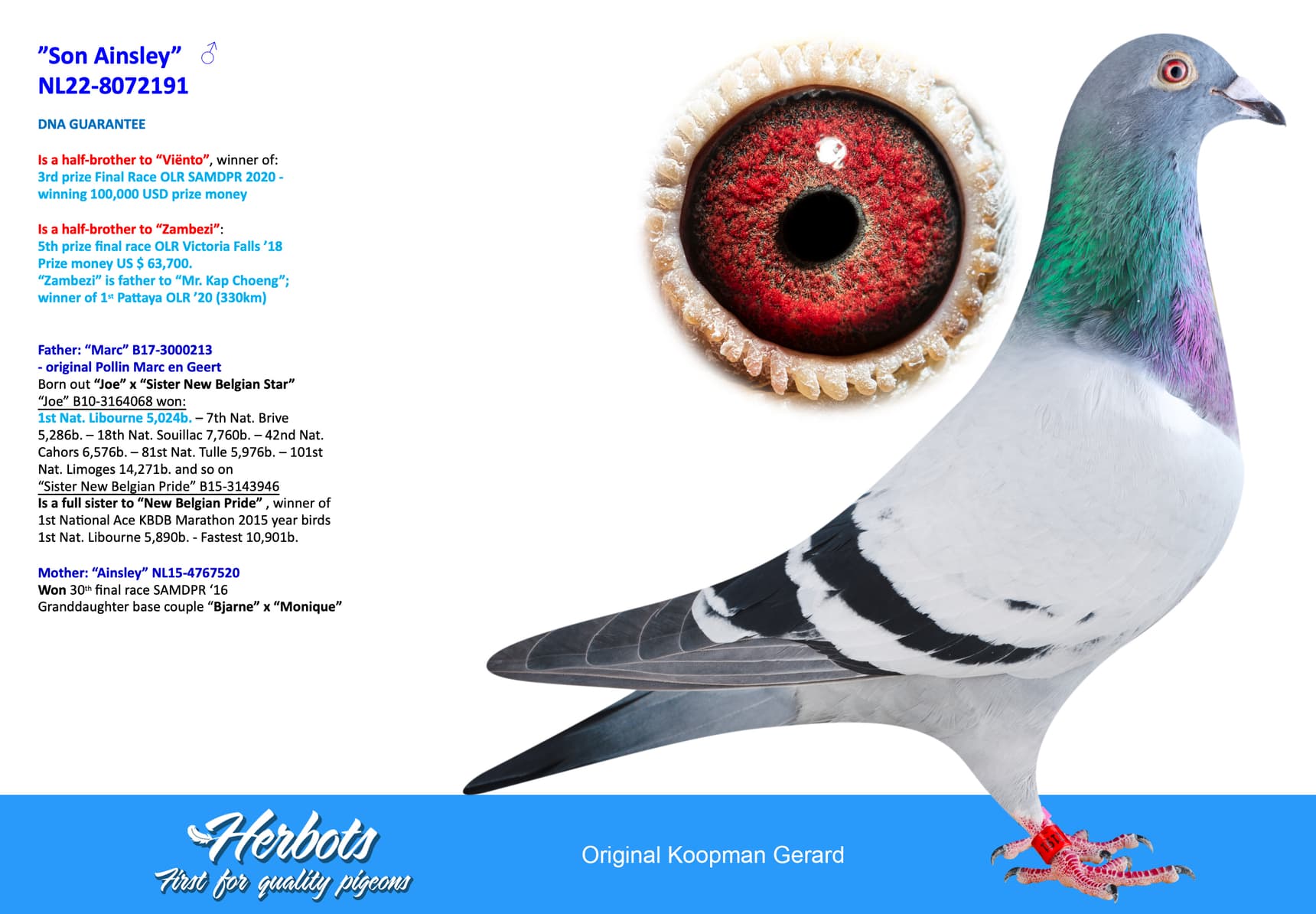 pigeon: undefined