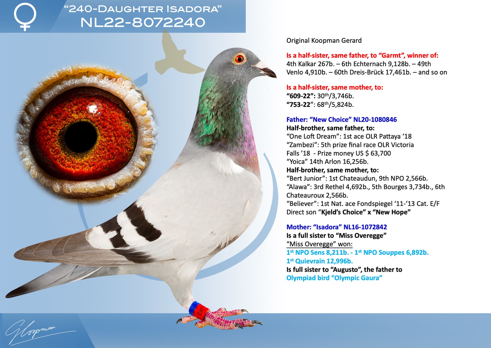 pigeon: “240-Daughter Isadora”