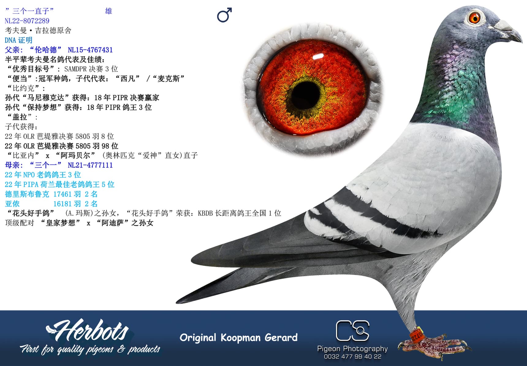 pigeon: ”三个一直子”