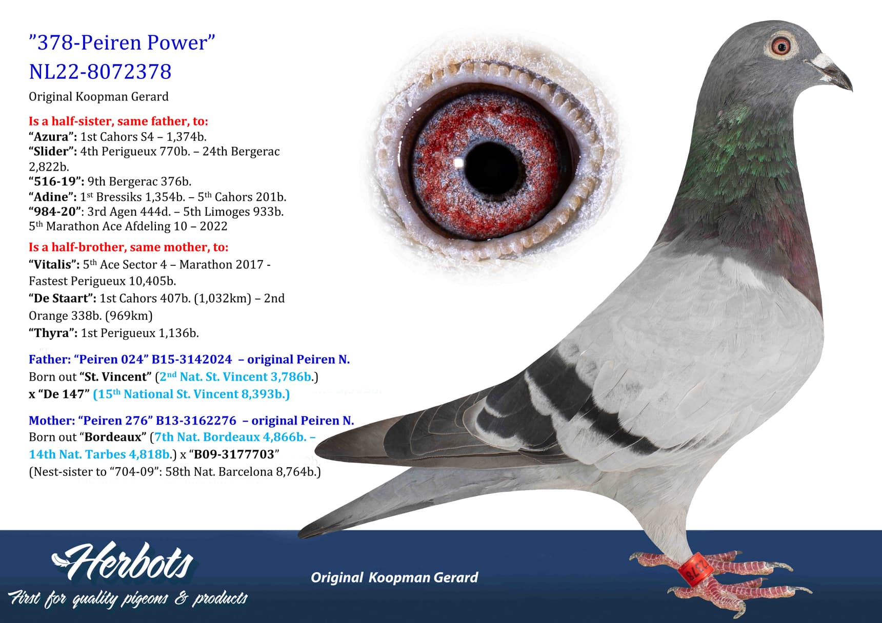 pigeon: undefined