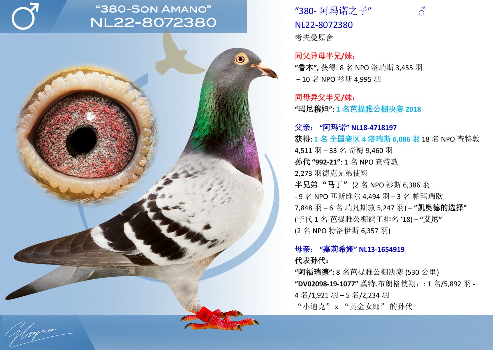 pigeon: undefined