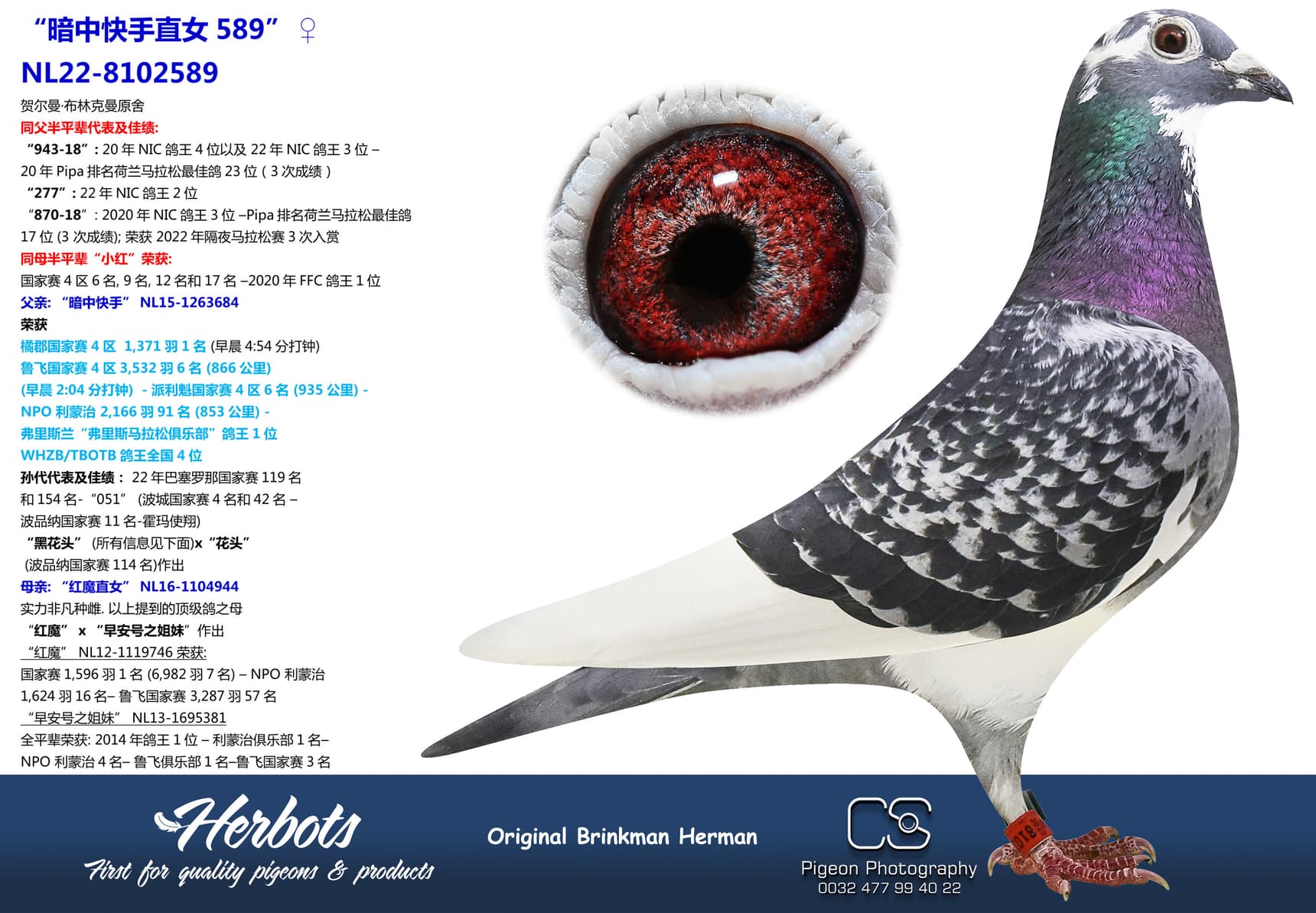 pigeon: “暗中快手直女589”