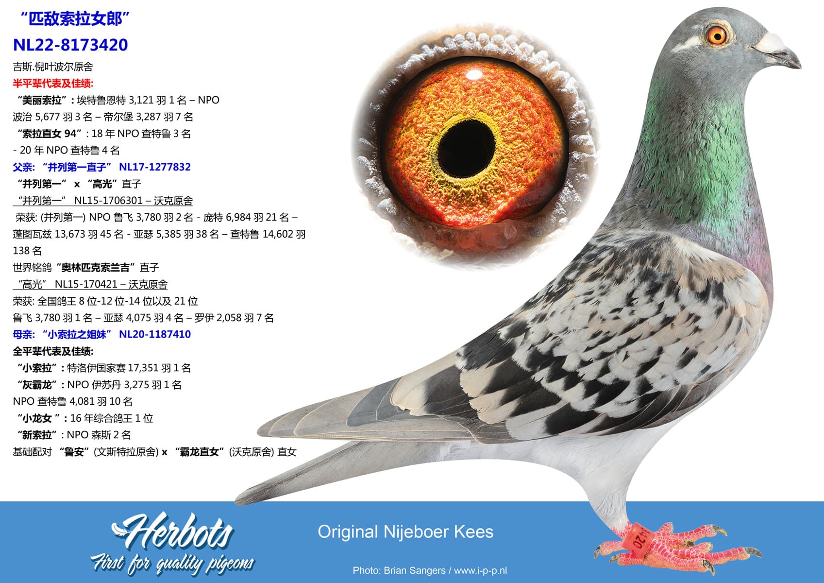 pigeon: “匹敌索拉女郎”