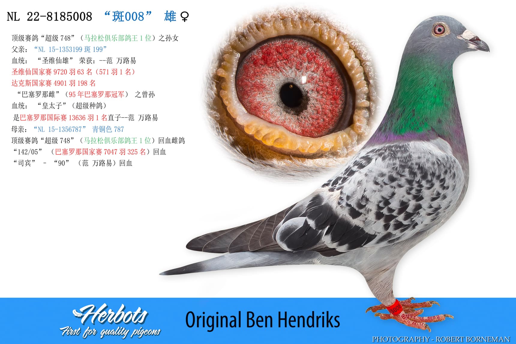 pigeon: undefined