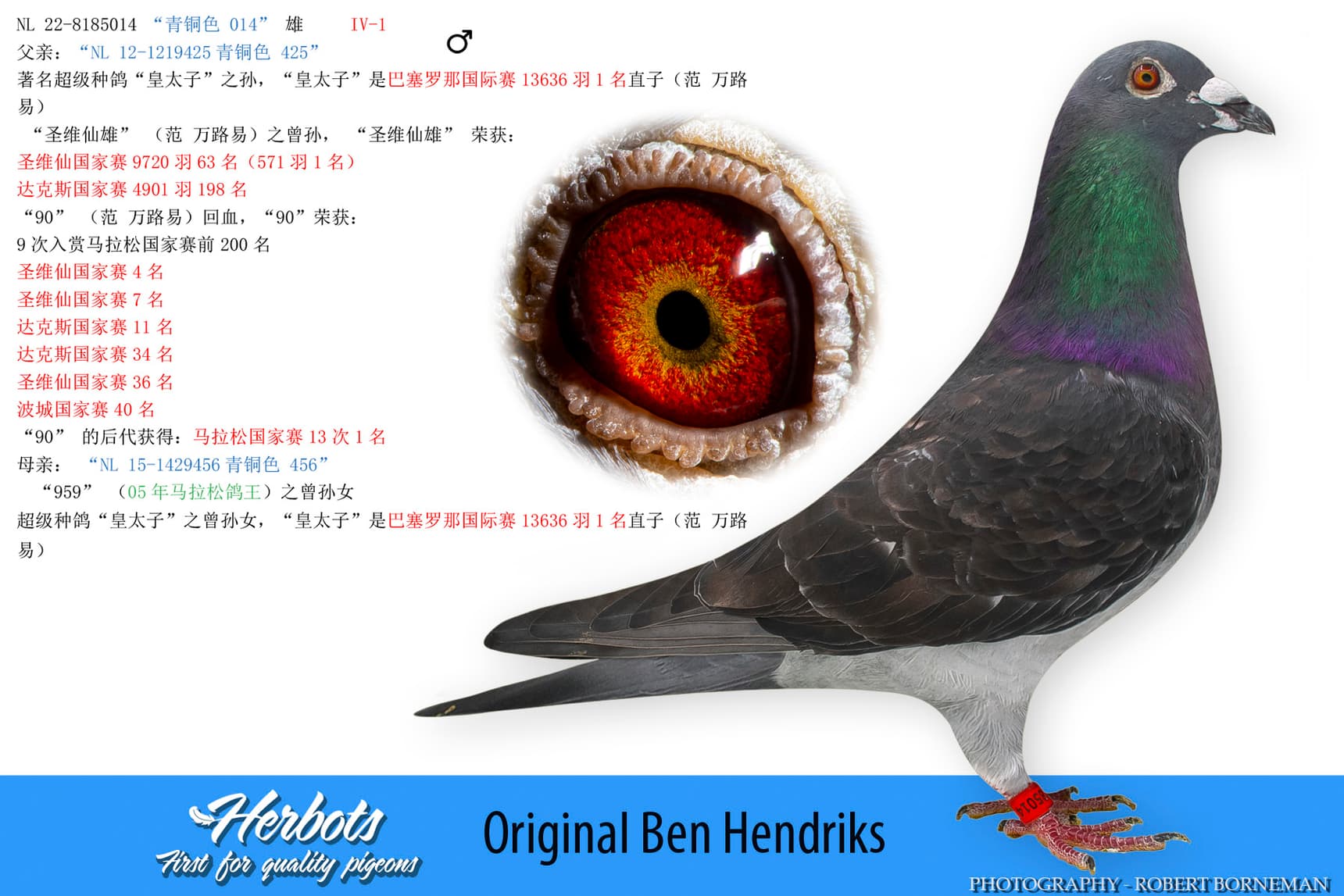 pigeon: undefined