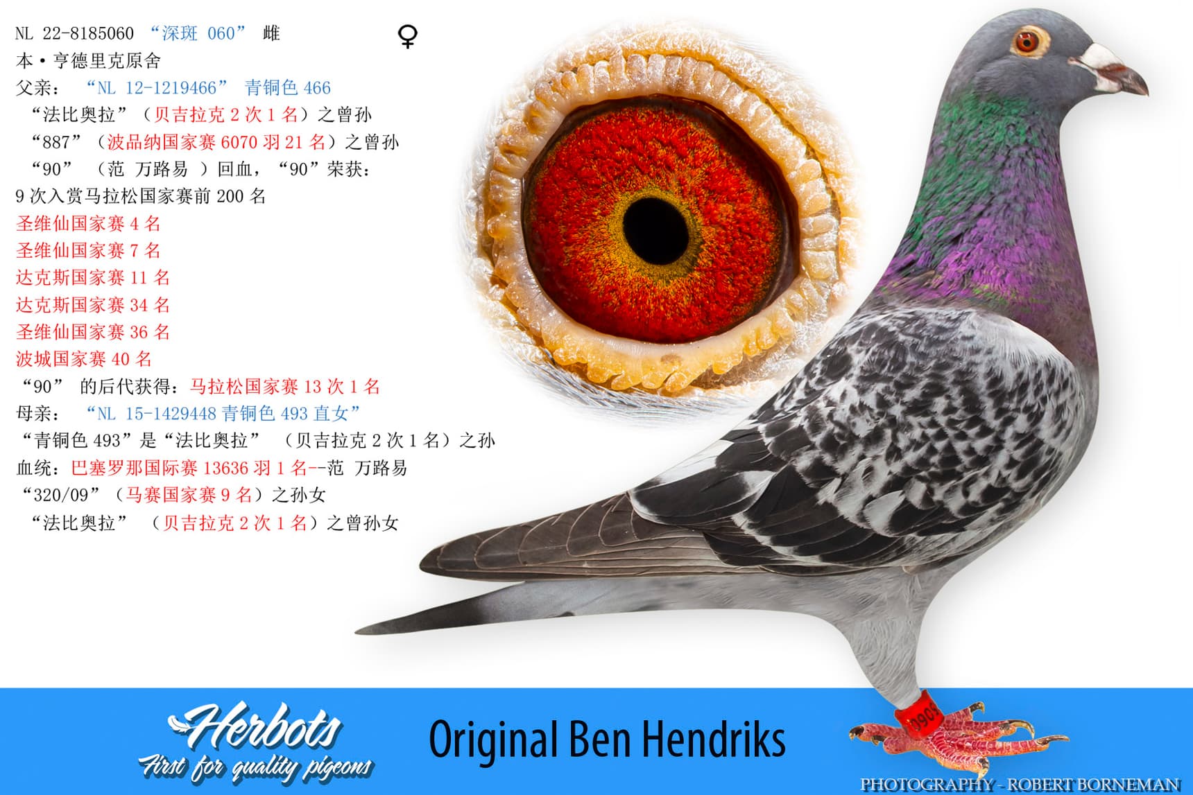 pigeon: undefined