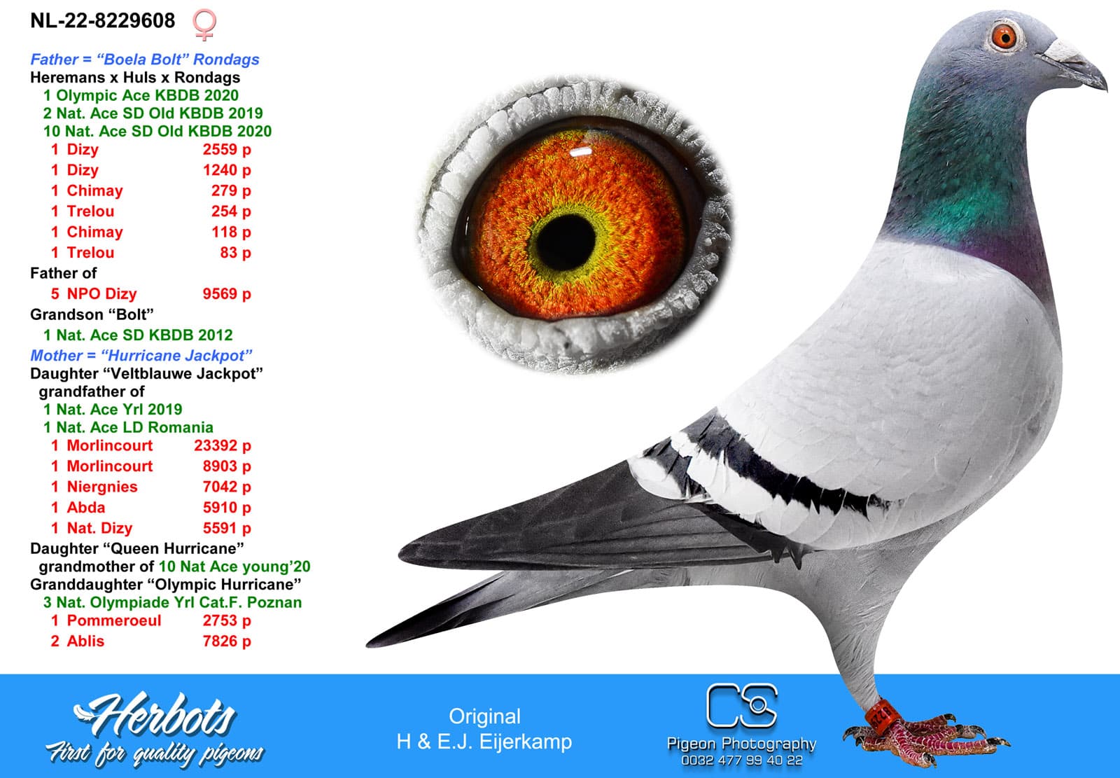 pigeon: Daughter Boela Bolt