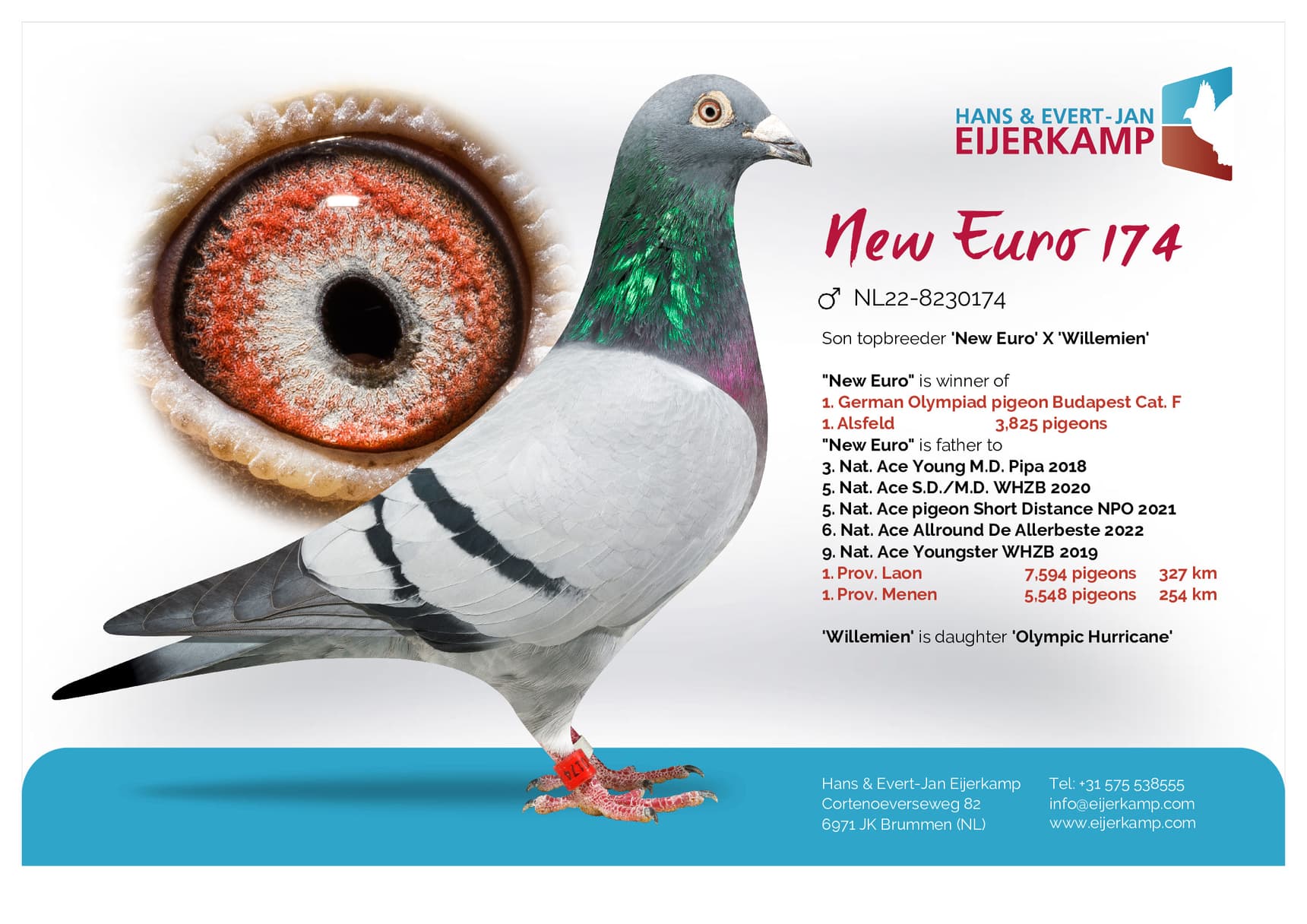 pigeon: "New Euro 174"