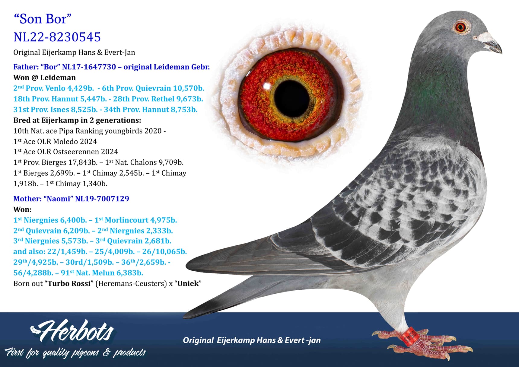 pigeon: undefined