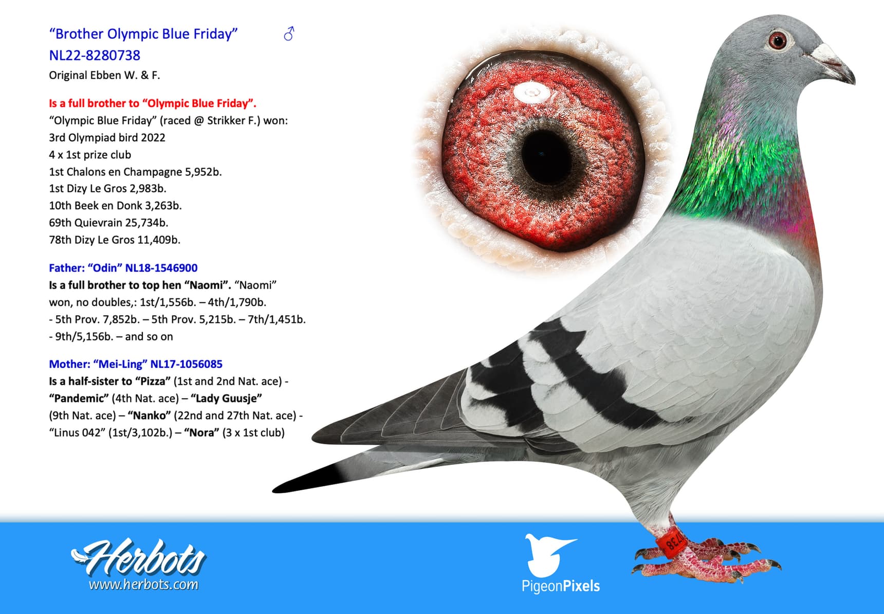 pigeon: “Brother Olympic Blue Friday”