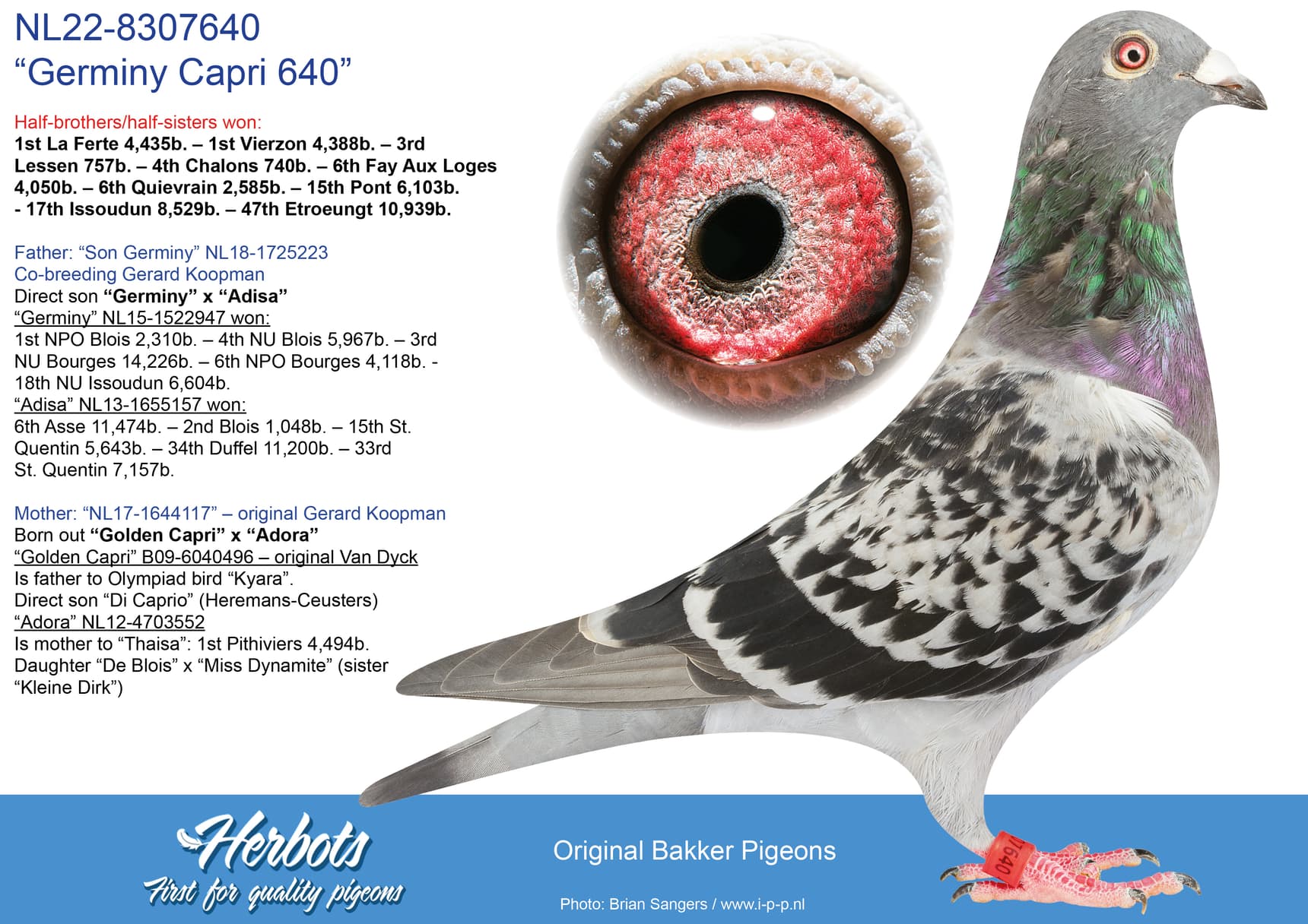 pigeon: undefined