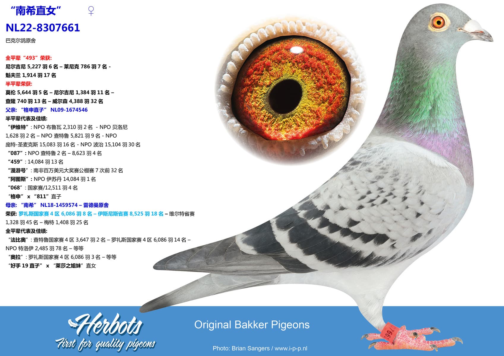 pigeon: undefined