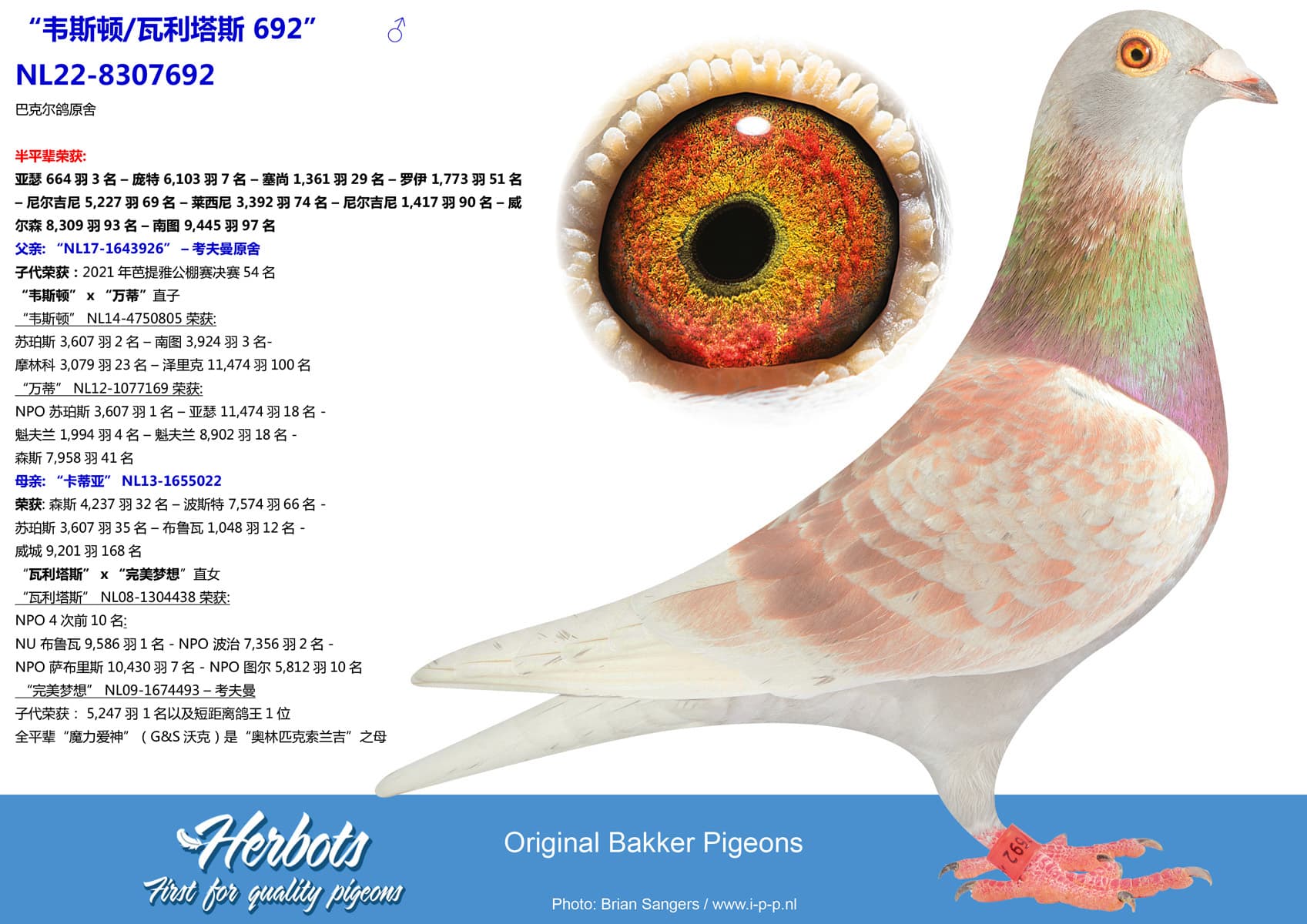 pigeon: undefined