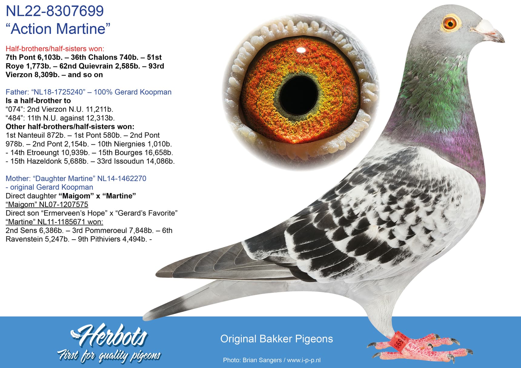 pigeon: undefined