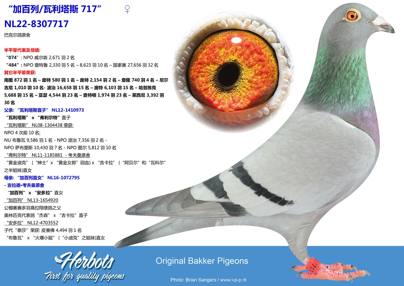 pigeon: undefined