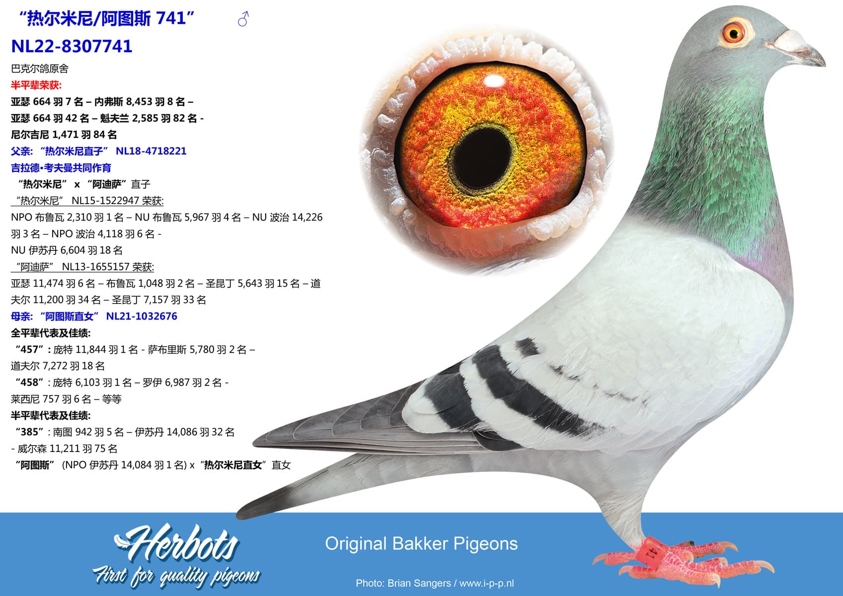 pigeon: undefined