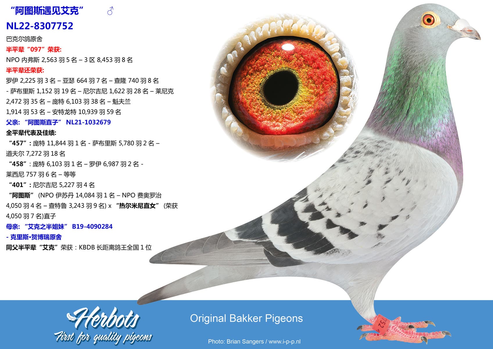 pigeon: “阿图斯遇见艾克”