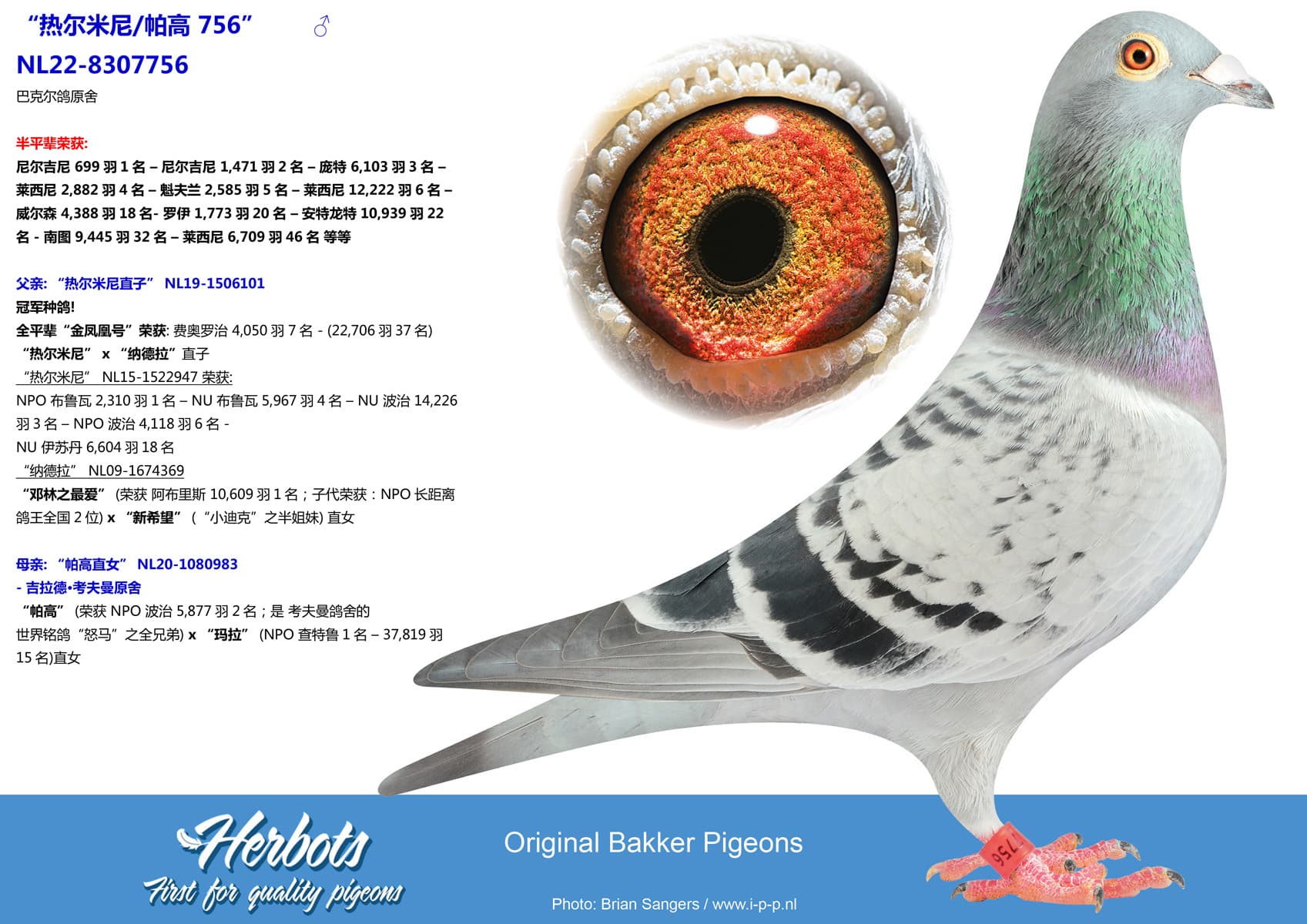 pigeon: undefined