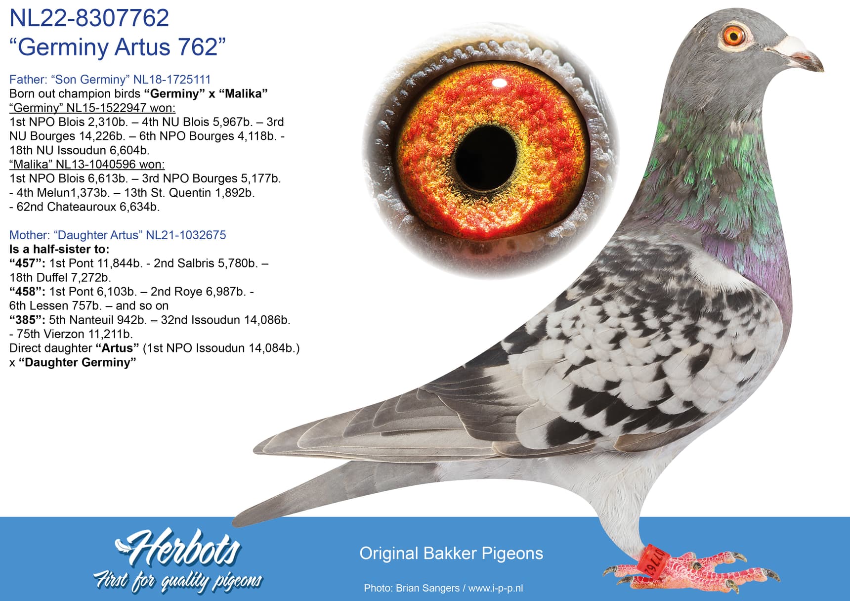 pigeon: undefined