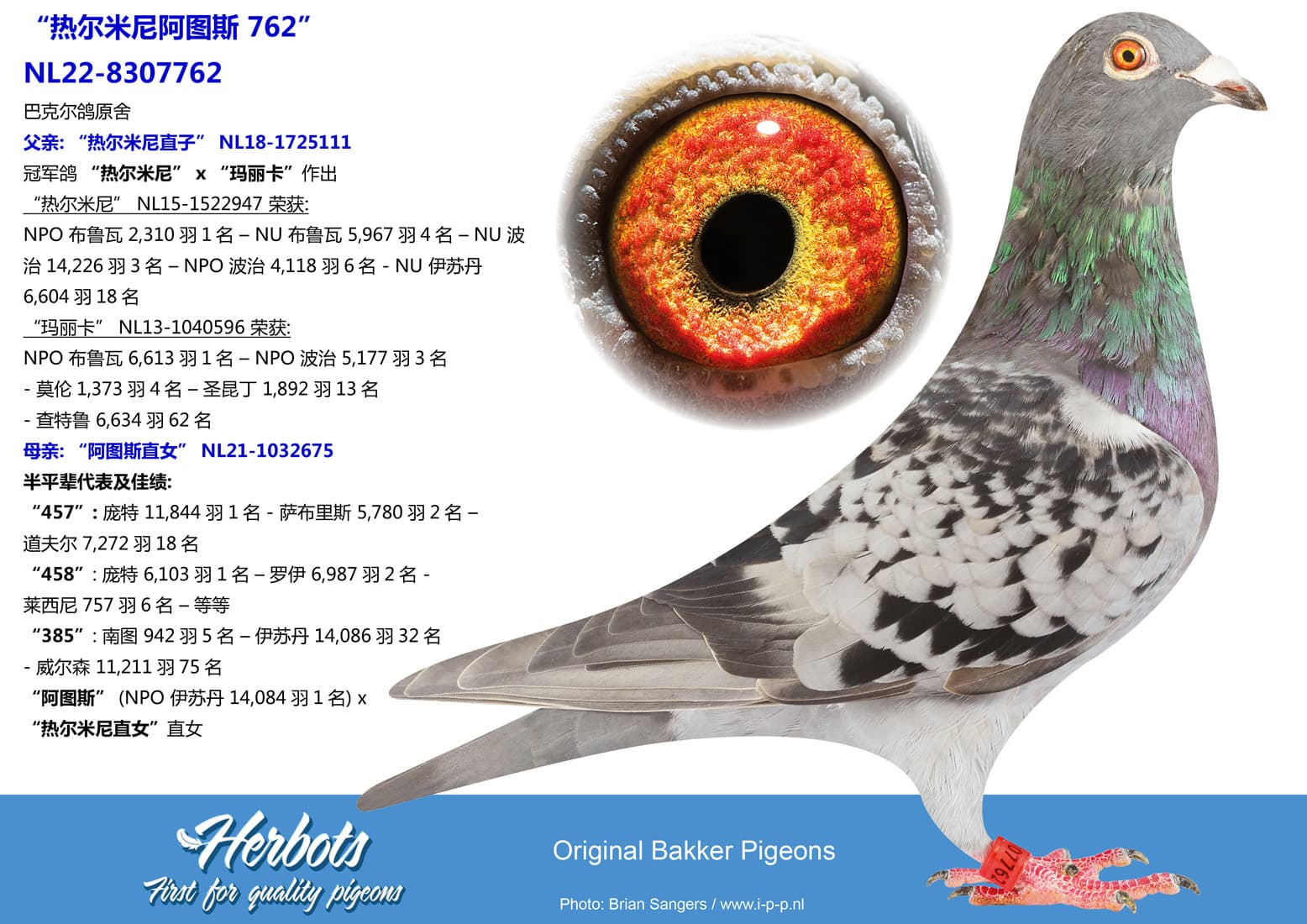 pigeon: “热尔米尼阿图斯 762”