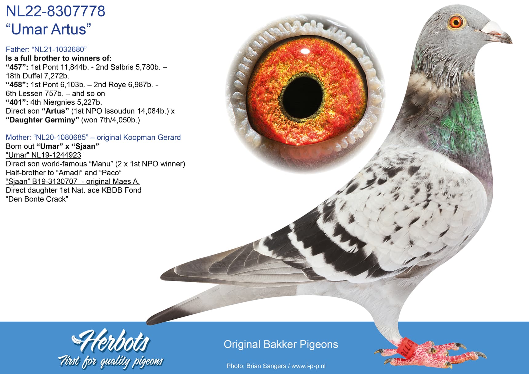pigeon: undefined