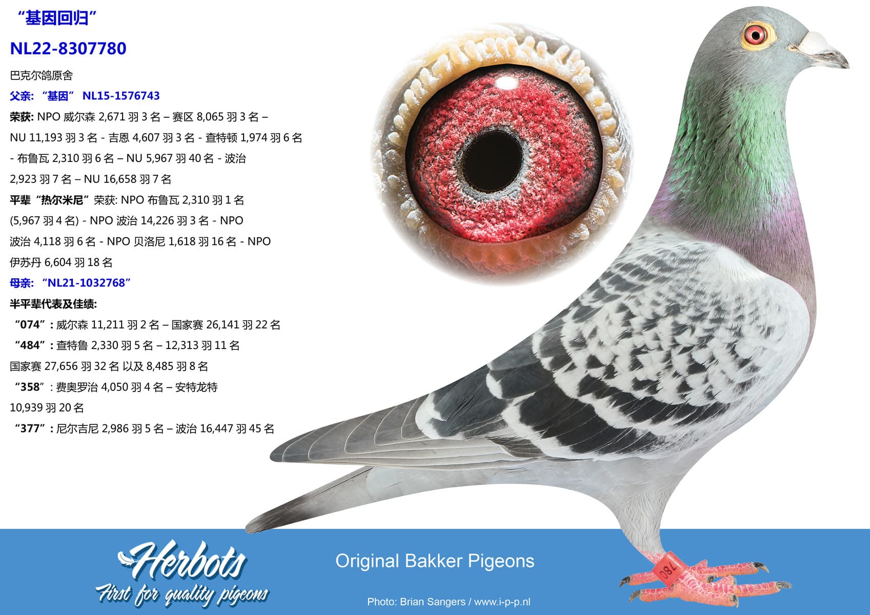 pigeon: undefined