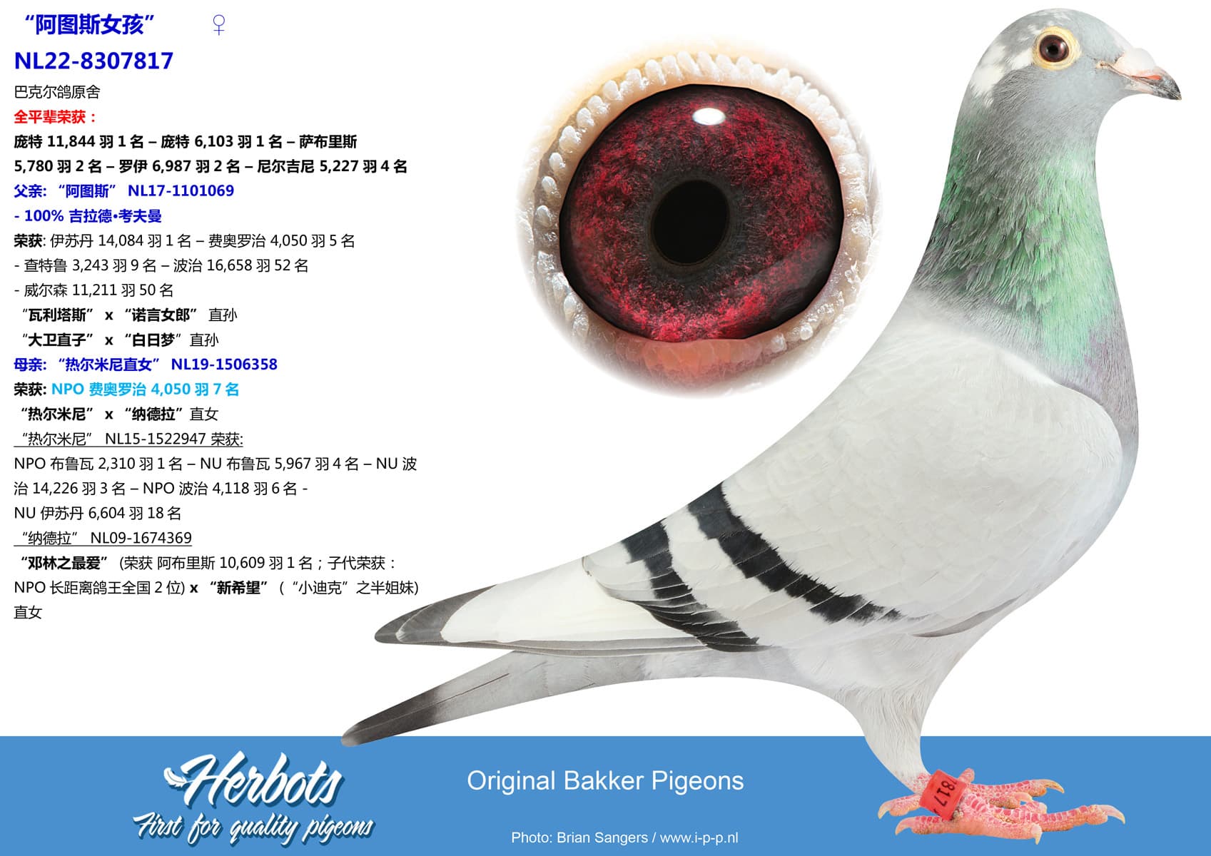 pigeon: undefined