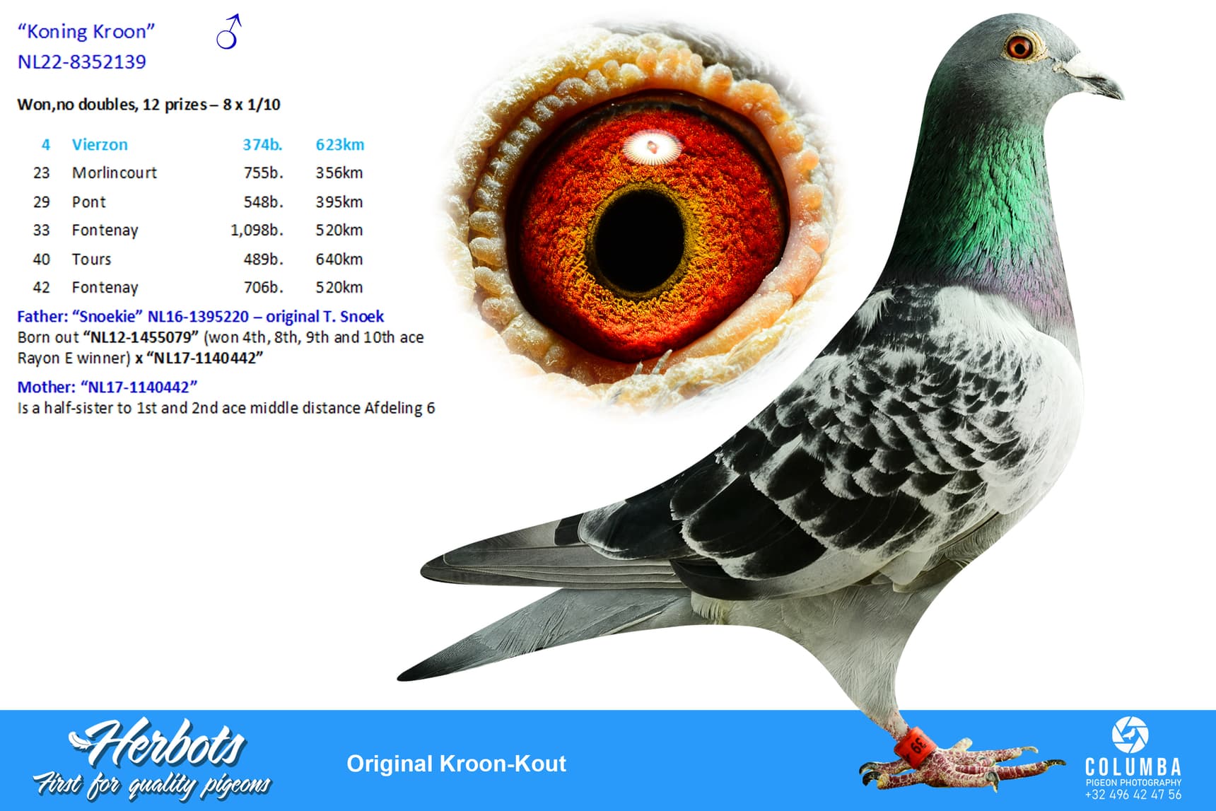 pigeon: undefined