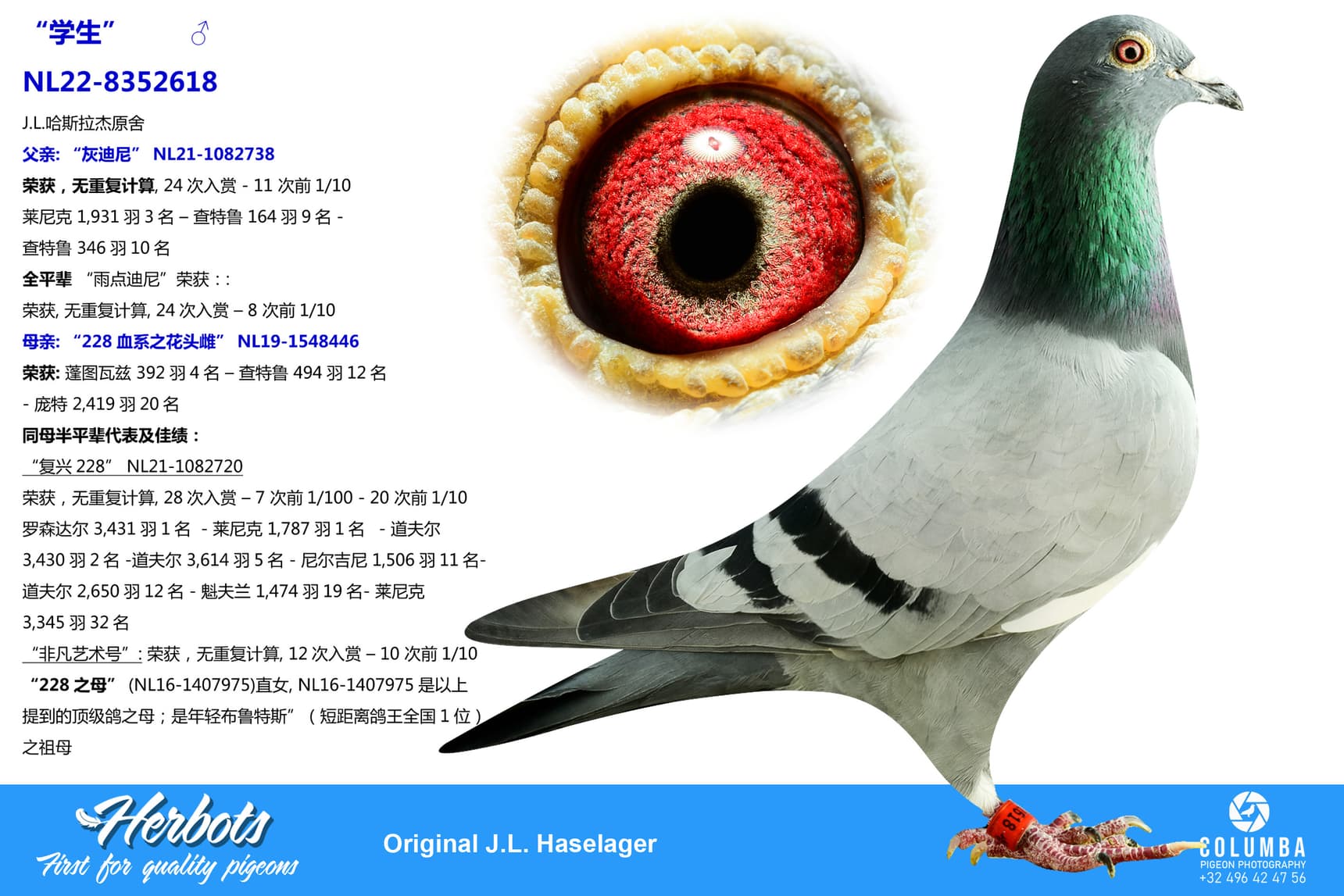 pigeon: undefined
