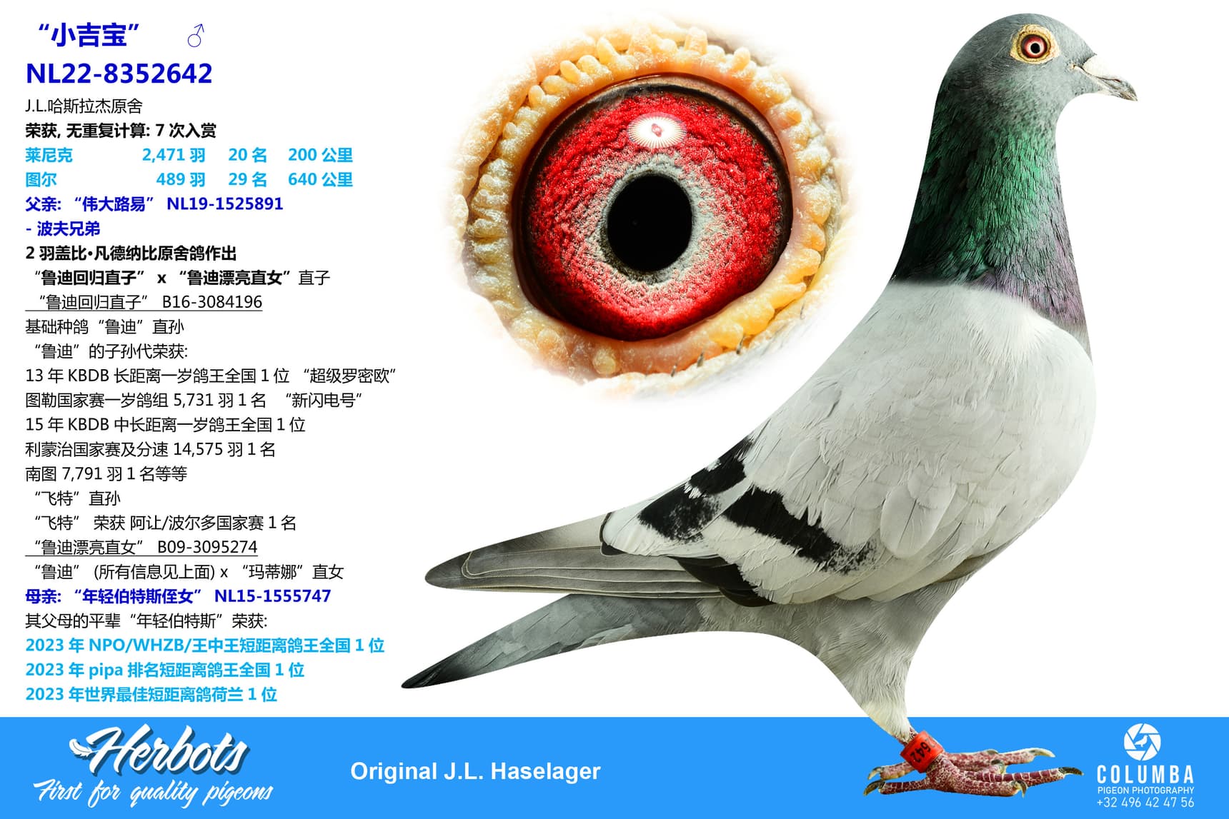 pigeon: undefined