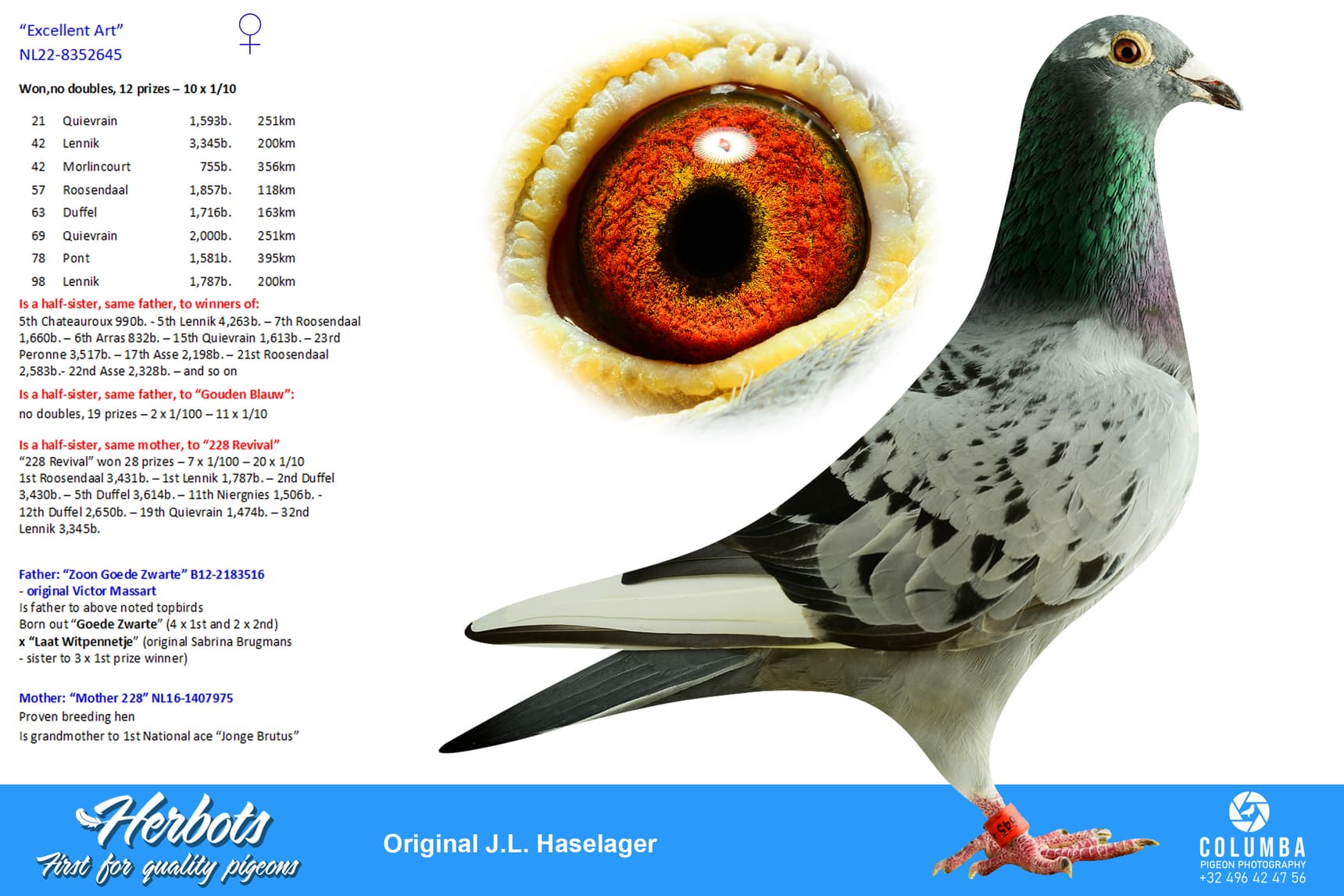 pigeon: undefined