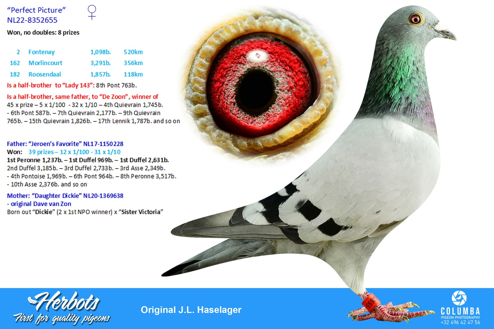 pigeon: undefined