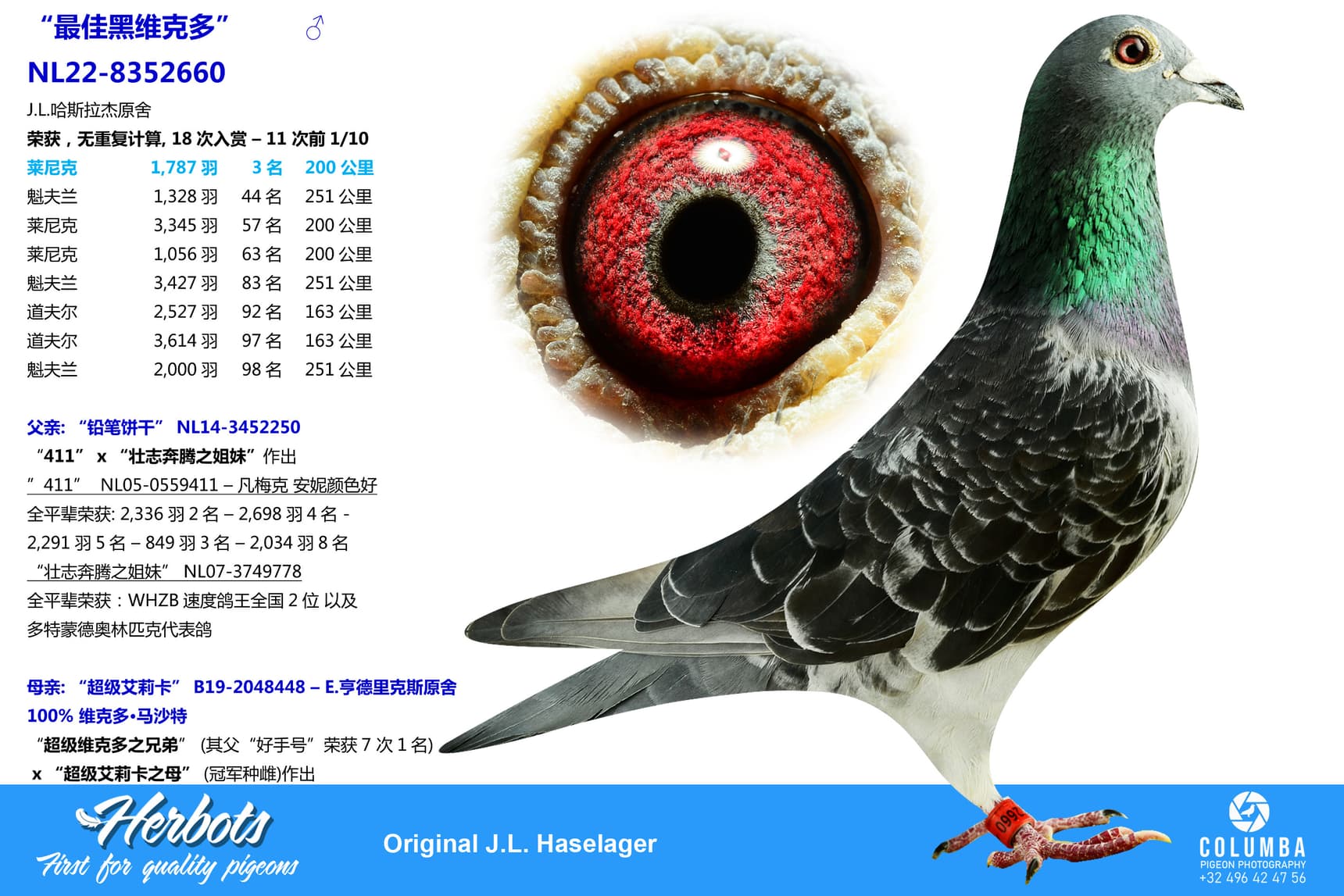 pigeon: undefined